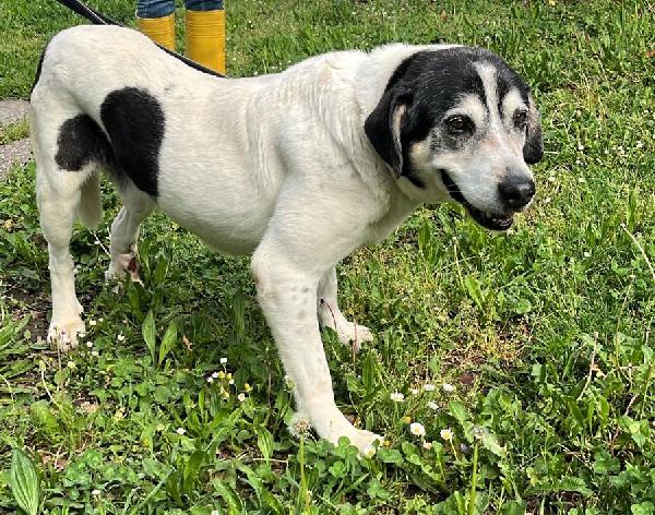 VALERIO TENERA ADOZIONE DEL CUORE Foto 5